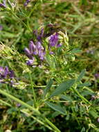 Imagem de Medicago sativa subsp. sativa