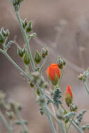 Image of desert globemallow