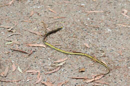 Image of Black Treesnake