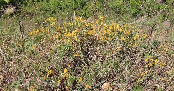 Image of golden broom