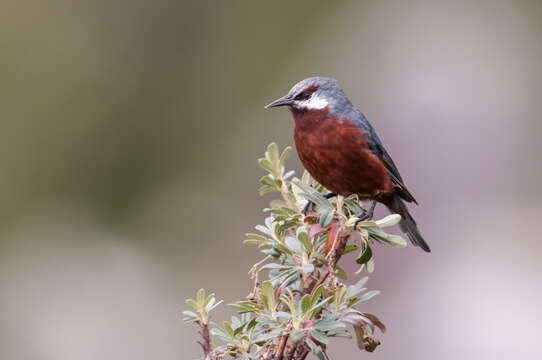 Image of Giant Conebill