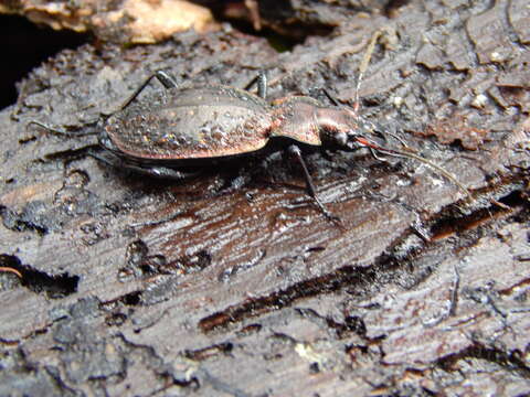 Image of Carabus (Platycarabus) irregularis Fabricius 1792