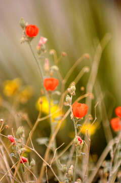 Image of desert globemallow