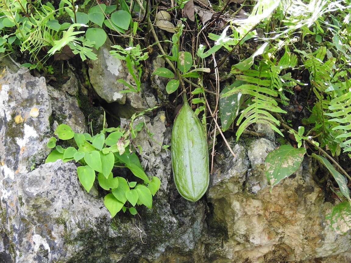 Imagem de Anemopaegma puberulum (Seibert) Miranda