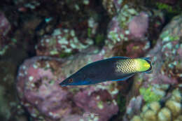 Image of Bicolor Cleaner Wrasse