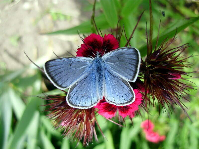 Image of Polyommatus amandus