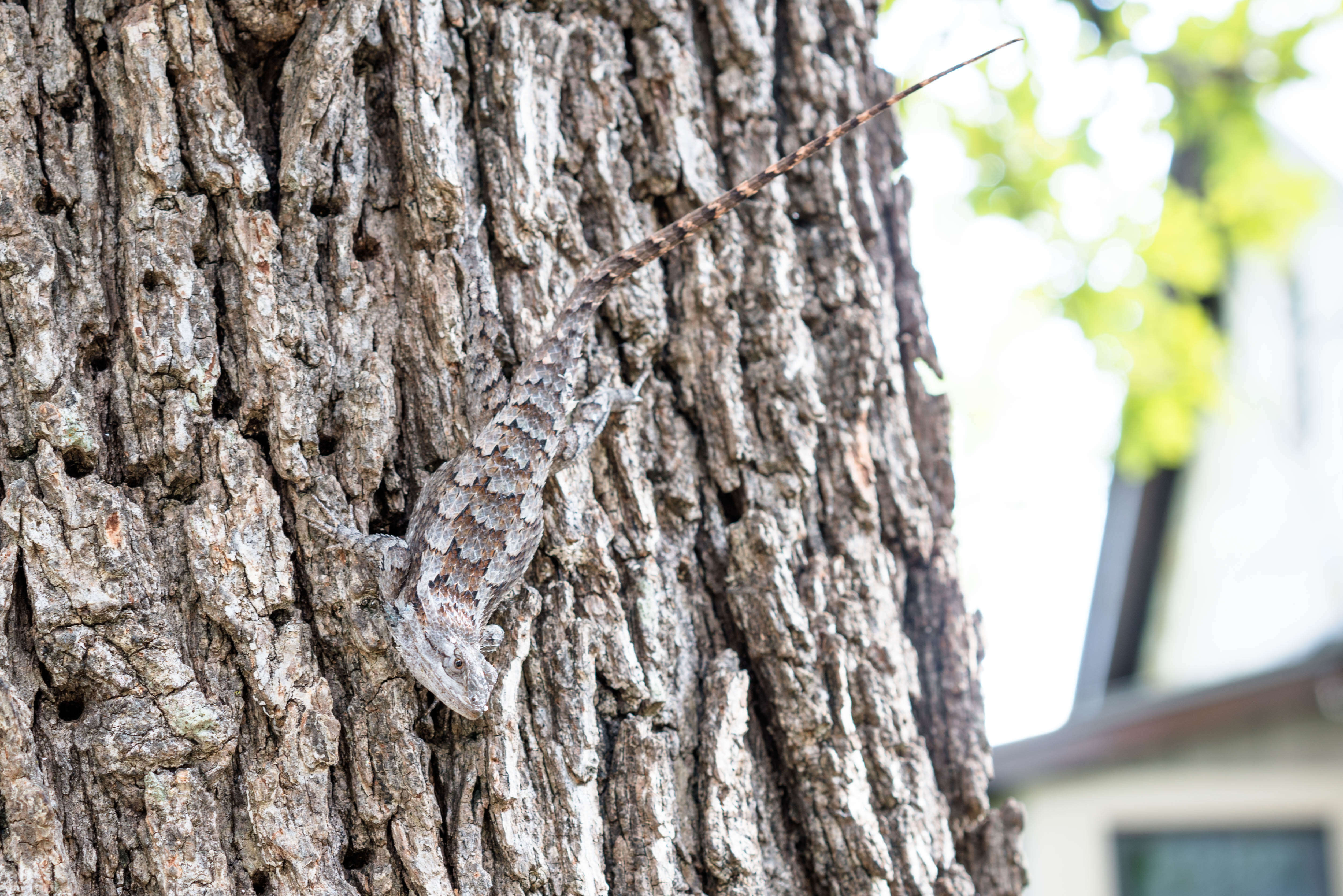 Image of Texas Spiny Lizard