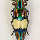 Image of Chrysochroa ocellata (Fabricius 1775)