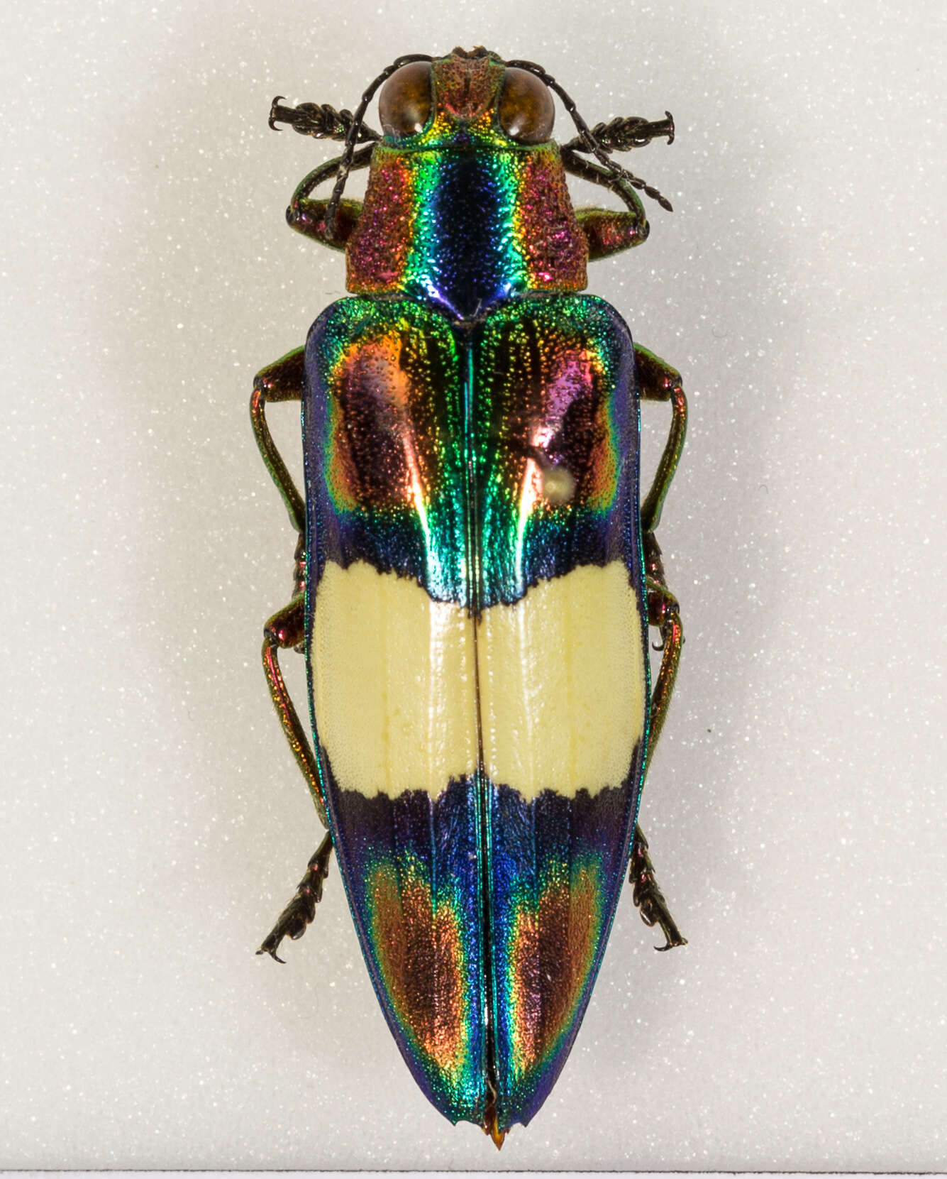 Imagem de Chrysochroa ocellata (Fabricius 1775)