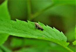 Imagem de Aphrophora quadrinotata Say 1830