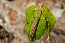 Austracris proxima (Walker & F. 1870)的圖片