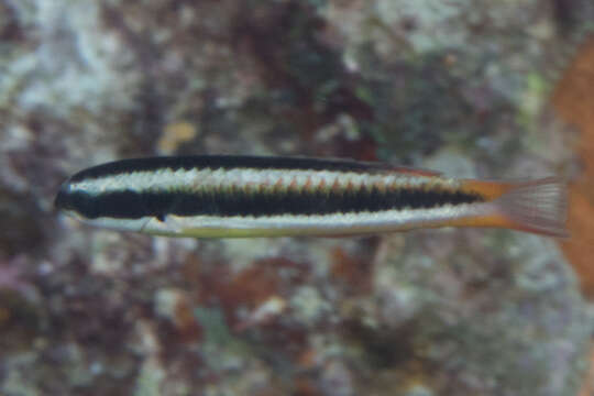 Image of Bluehead wrasse