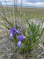 Image of Iris lactea Pall.