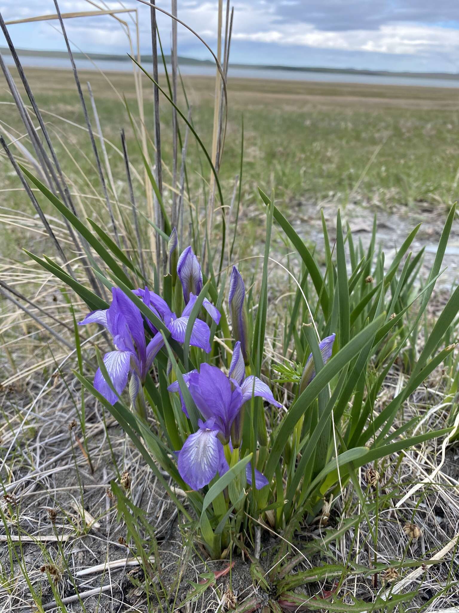 Image of Iris lactea Pall.