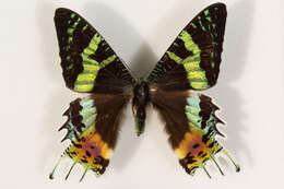 Image of Madagascan Sunset Moth