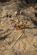 صورة Drosera stolonifera subsp. humilis (Planch.) N. Marchant