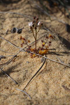 Image de Drosera stolonifera subsp. humilis (Planch.) N. Marchant