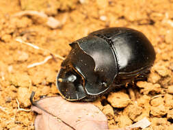 Image of Catharsius molossus (Linnaeus 1758)