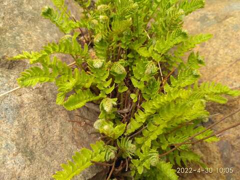 Image of Woodsia subcordata Turcz.