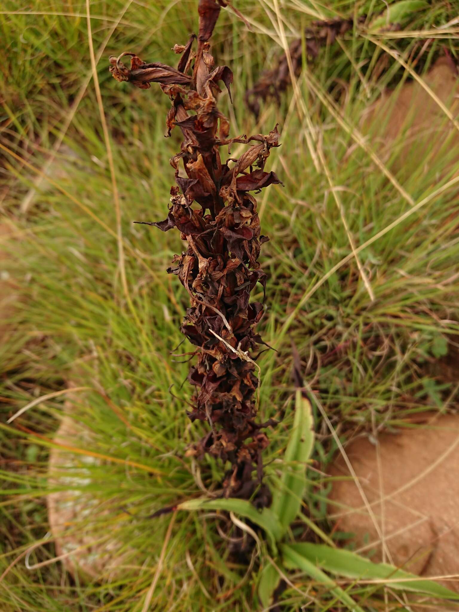 Image de Disa fragrans subsp. fragrans