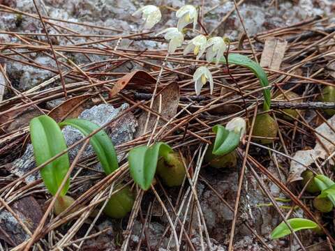 Image of Bulbophyllum newportii (F. M. Bailey) Rolfe