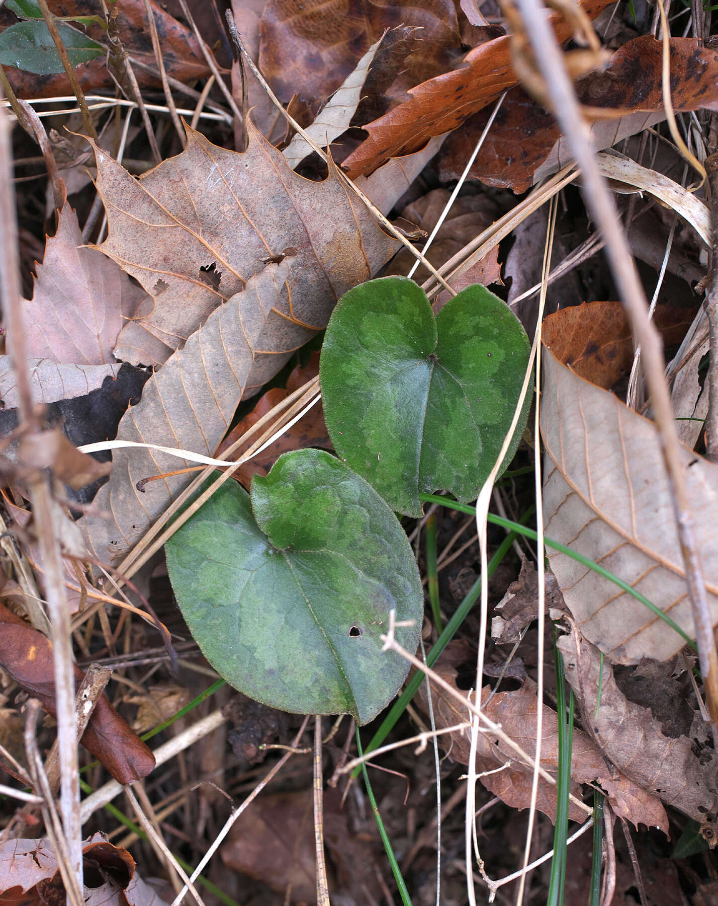 Image of Asarum fauriei var. takaoi (F. Maek.) T. Sugaw.