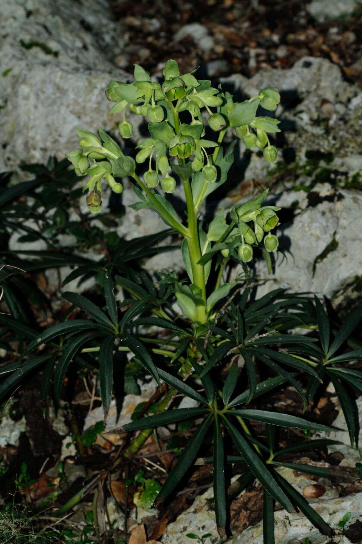 Plancia ëd Helleborus foetidus L.