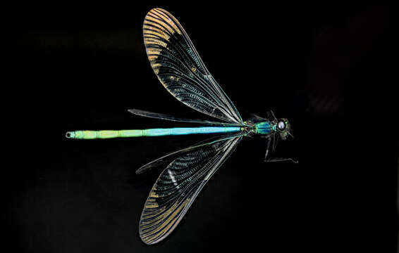 Image of Ebony Jewelwing