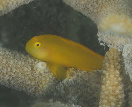 Image of Yellow clown goby