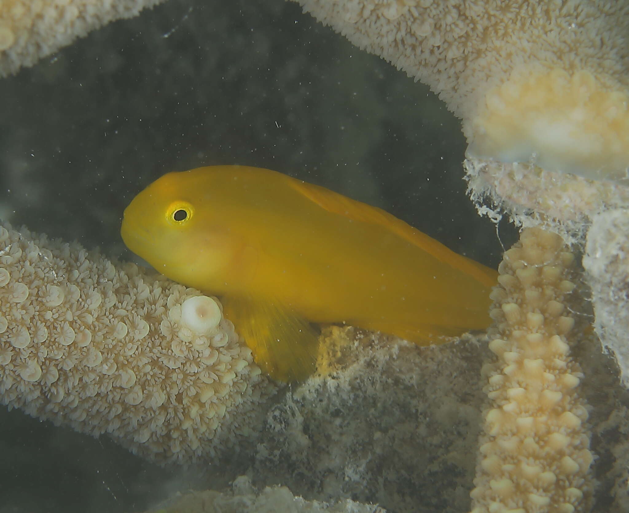 Image of Yellow clown goby