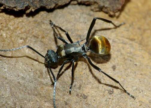 Image of Polyrhachis ammon (Fabricius 1775)