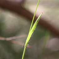 Image de Luzula meridionalis Nordenskiold