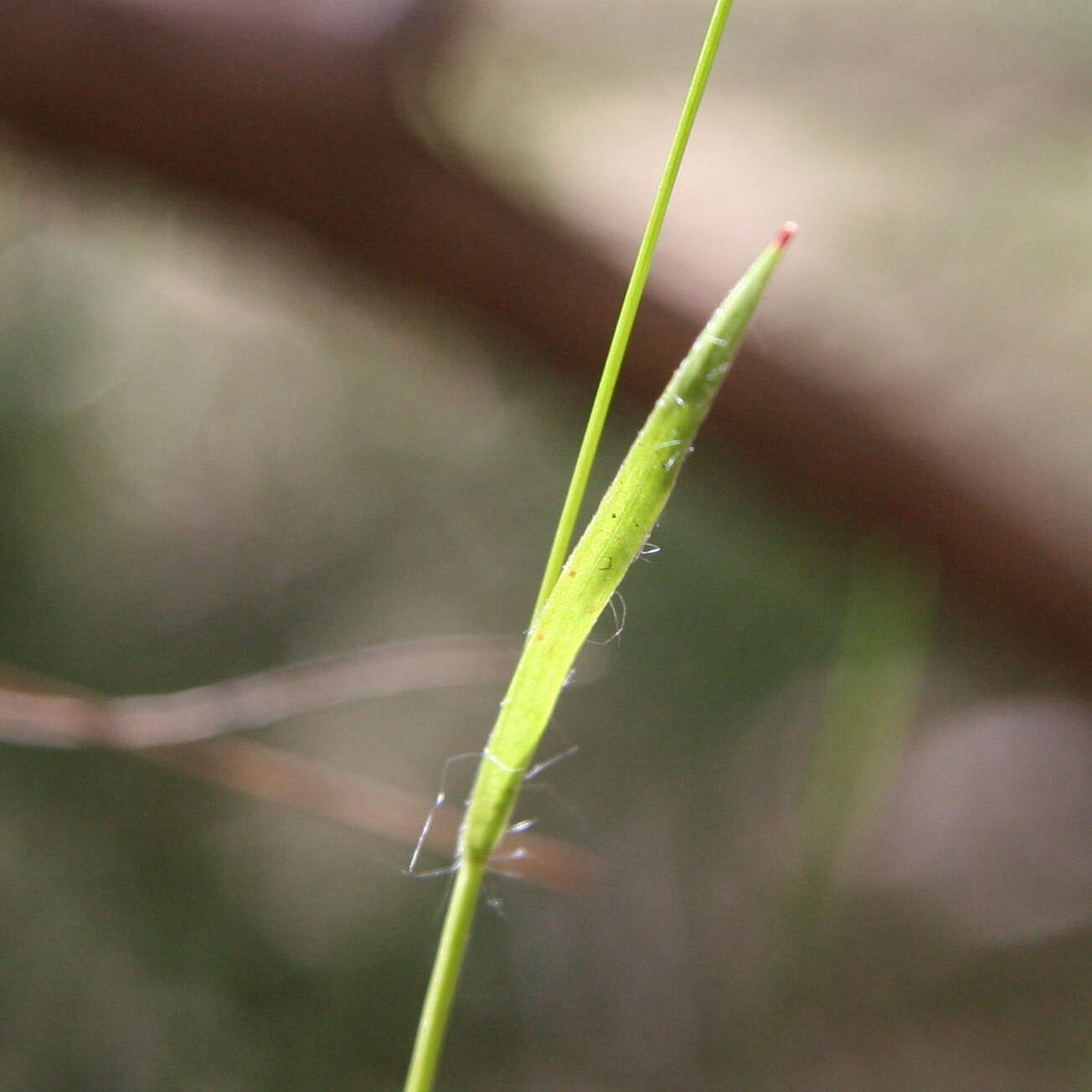 Image de Luzula meridionalis Nordenskiold