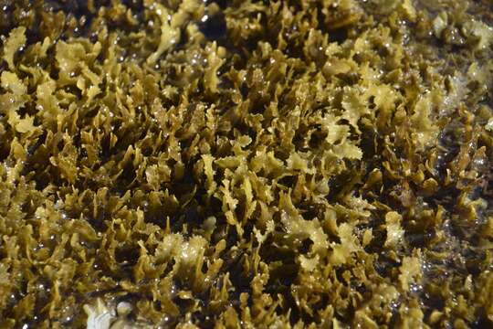 Слика од Sargassum aquifolium