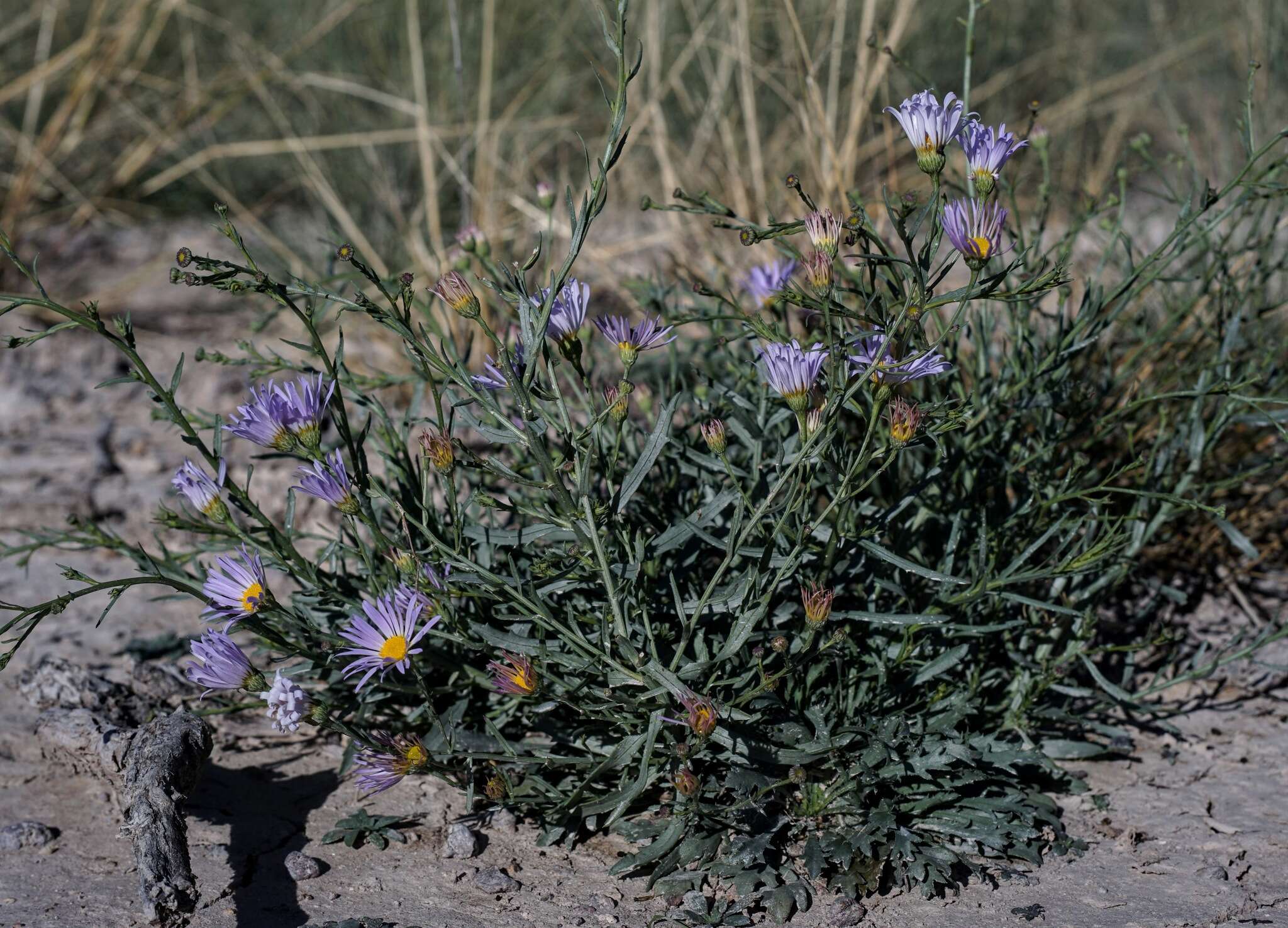 Image of Chiricahua Mountain tansyaster