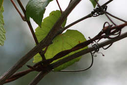 Image of muscadine