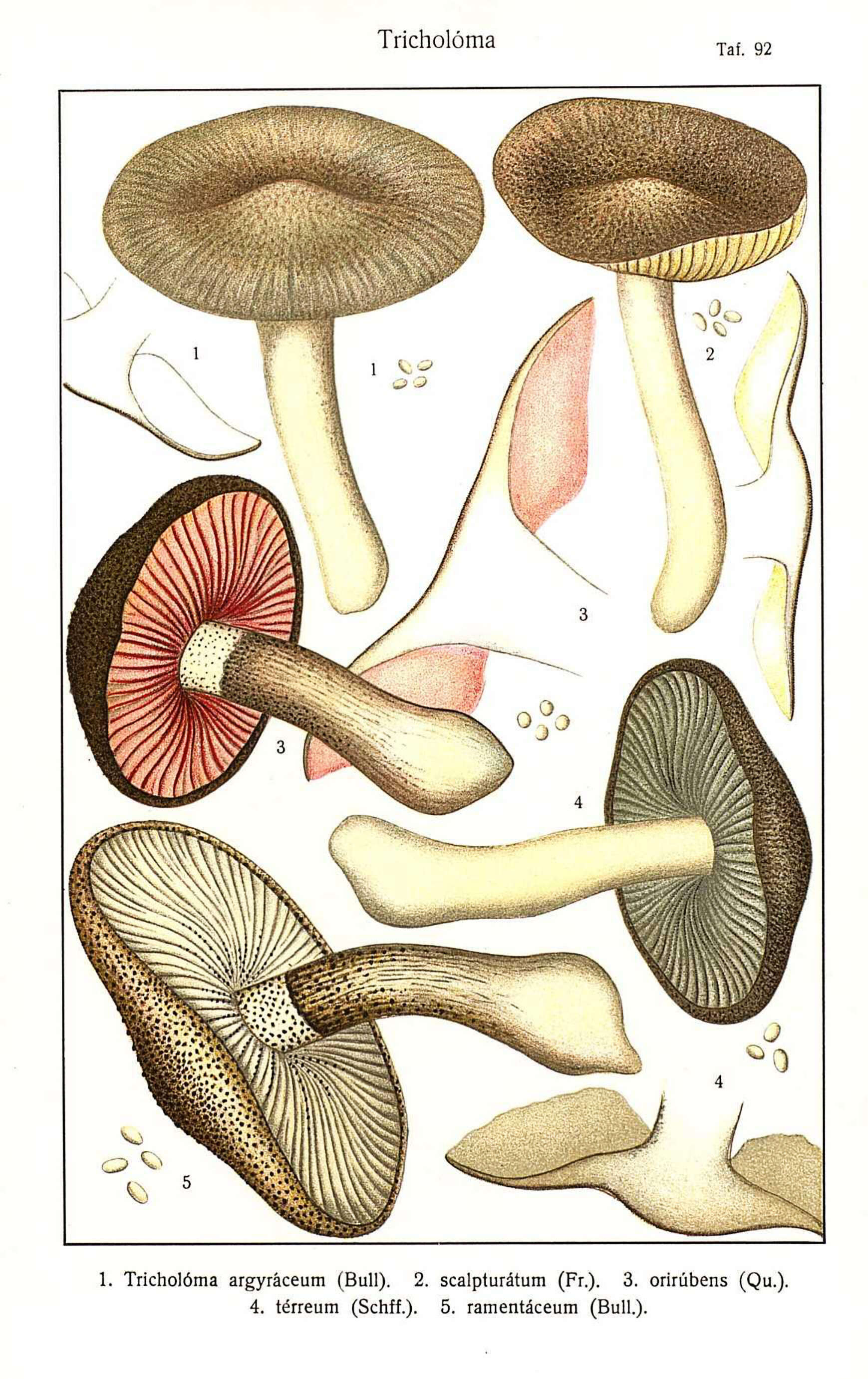 Image de Tricholoma orirubens Quél. 1872