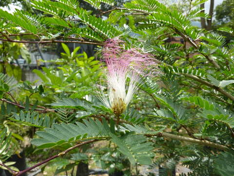 Sivun Calliandra magdalenae (DC.) Benth. kuva