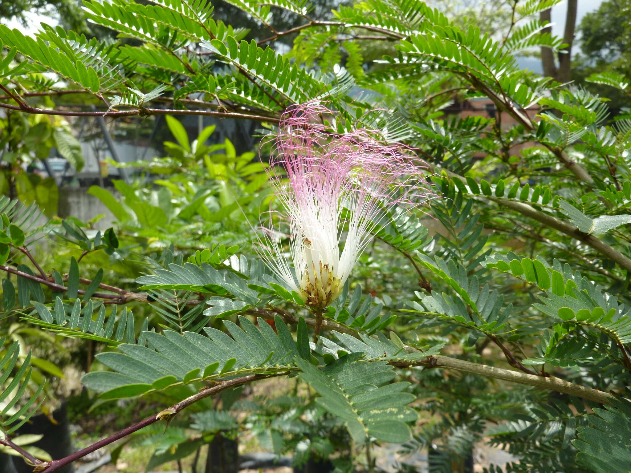 Image of Calliandra magdalenae (DC.) Benth.