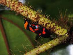 Image of Cosmoscarta dimidiata (Dallas 1850)