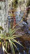 Image of leatherleaf airplant