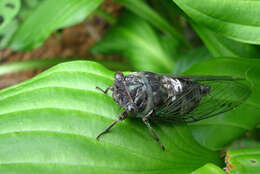 Plancia ëd Neotibicen canicularis (Harris 1841)