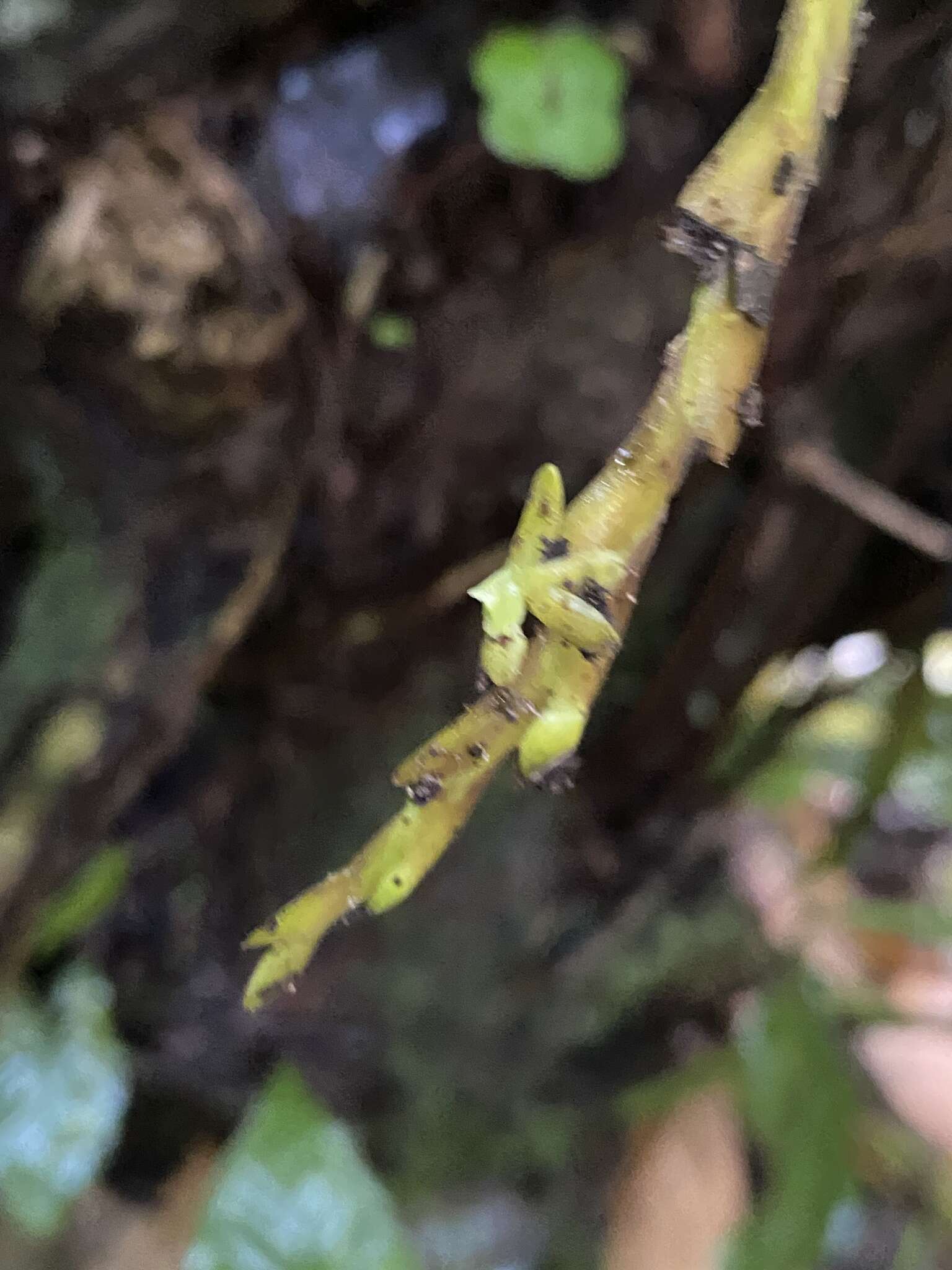 Image of Epidendrum cardiophorum Schltr.