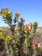 Image of Spicy conebush