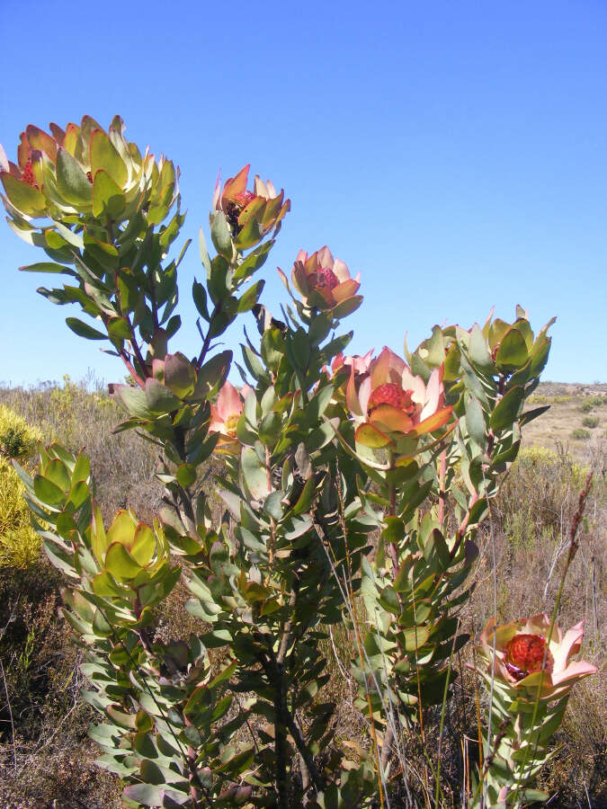 Image of spicy conebush