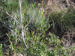 Salix famelica (C. R. Ball) Argus resmi