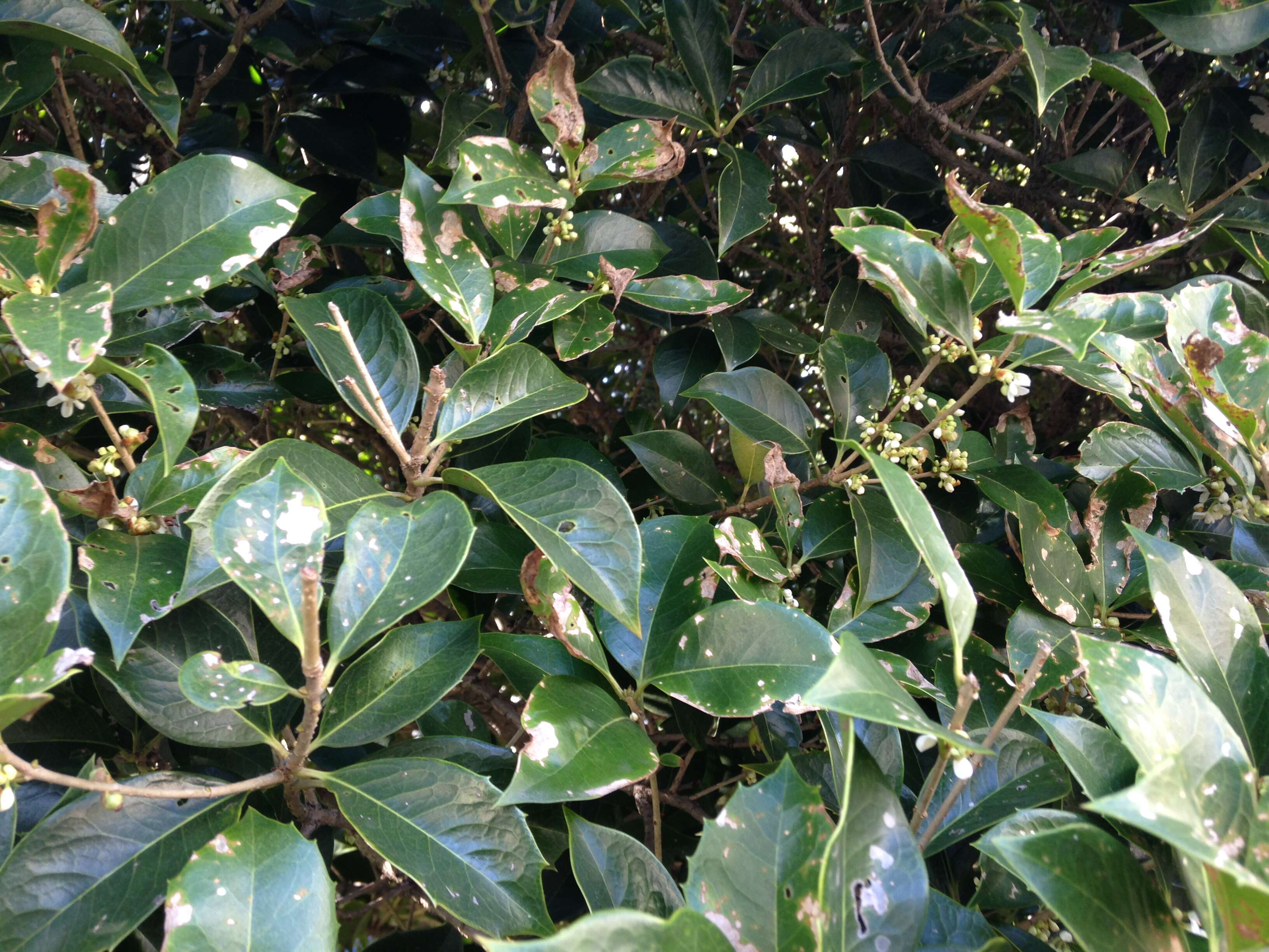 Imagem de Osmanthus fragrans Lour.