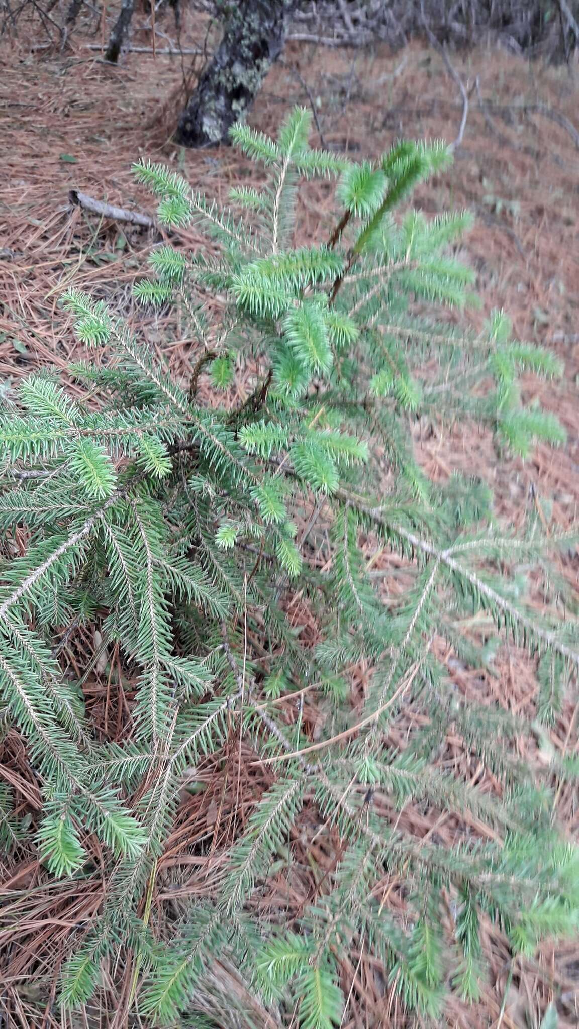 Image of Vejar's Fir