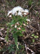 صورة Ageratina petiolaris (Mocino & Sesse ex DC.) R. King & H. Rob.