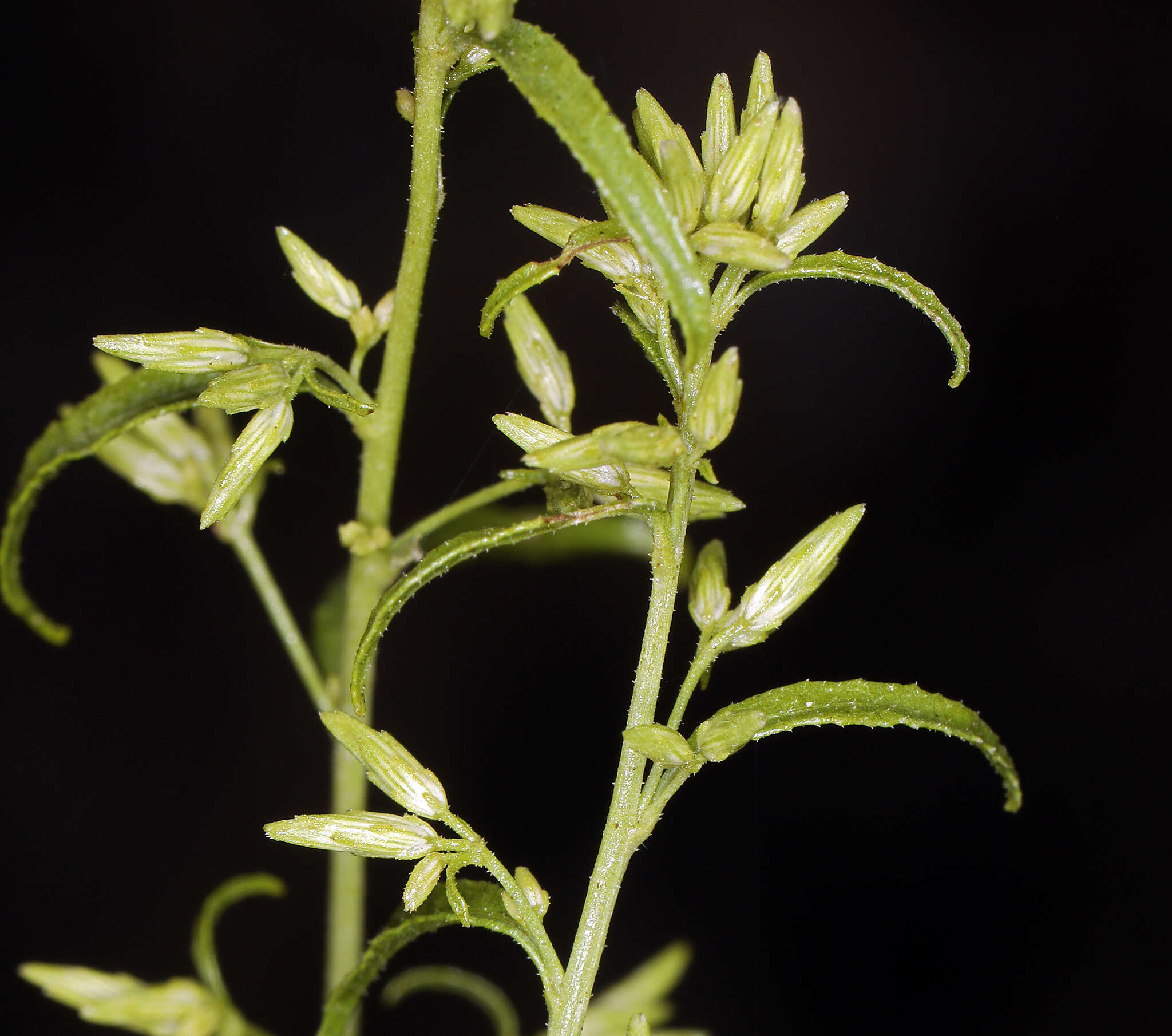 Imagem de Brickellia longifolia var. multiflora (Kellogg) A. Cronq.